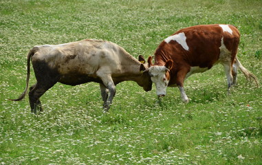 Two bulls in a green pasture fight with horns