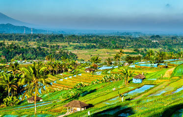 Canvas Print - Jatiluwih Rice Terraces on Bali, Indonesia