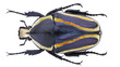Cetoniinae-Dicronorrhina derbyana