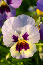 Beautiful Violet And Yellow Pansies Close-up