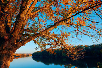 beautiful trees in autumn forest near river, bright sunlight and sunset