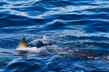 Great white shark fin above water.