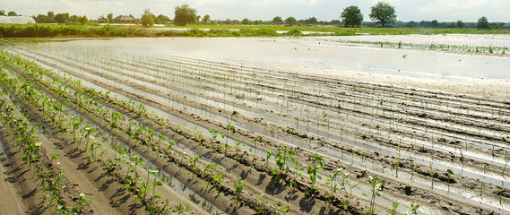 Wall Mural - Agricultural land affected by flooding. Flooded field. The consequences of rain. Agriculture and farming. Natural disaster and crop loss risks. Leek and pepper. Ukraine Kherson region. Selective focus