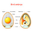 Two bird eggs with embryo and egg anatomy. Cross section illustration of inside egg.