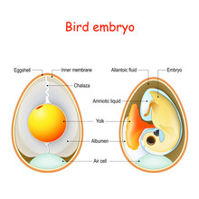 Two Bird Eggs With Embryo And Egg Anatomy. Cross Section Illustration Of Inside Egg.