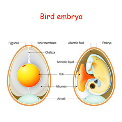 Wall Mural - Two bird eggs with embryo and egg anatomy. Cross section illustration of inside egg.