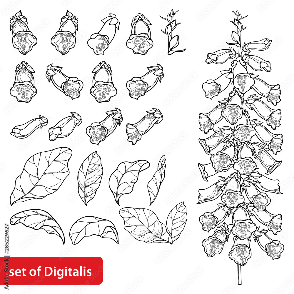 Set of outline toxic Digitalis purpurea or foxglove flower bunch, bud and leaf in black isolated on white background.  - obrazy, fototapety, plakaty 