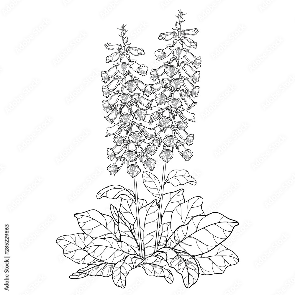 Bush of outline toxic Digitalis purpurea or foxglove flower bunch with bud and leaves in black isolated on white background.  - obrazy, fototapety, plakaty 