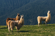 Llamas In The Meadow In Mountains