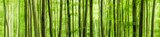 Fototapeta Dziecięca - Panoramic background of green forest, abstract soft wallpaper