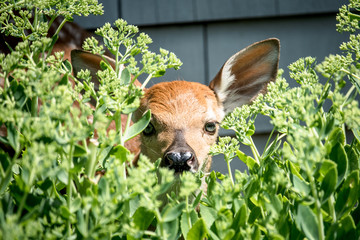 fawn baby deer