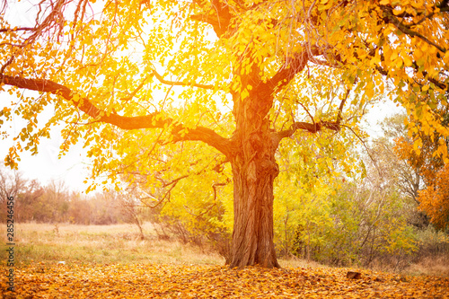 Foto-Schiebegardine mit Schienensystem - beautiful big tree with yellow leaves autumn time (von Екатерина Переславце)