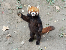 Red Panda Panda Free Stock Photo Public Domain Pictures red-panda-panda-free-stock-photo-public-domain-pictures