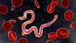 Brugia malayi in blood, a roundworm nematode, one of the causative agents of lymphatic filariasis, 3D illustration showing presence of sheath around the worm and two non-continous nuclei in the tail
