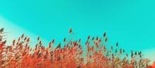 Autumn Grass And Wildflower Background. Dry Reed Grass Blowing In The Wind At Golden Sunset Light, Copy Space On Turquoise Sky Nature, Summer, Fall Season Concept Vintage Colors, Wheat Field In Sunset