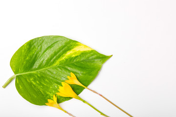 Poster - green leafs  abstract background isolated on white 