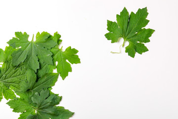 Poster - green leafs frame abstract background isolated on white 