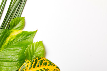 Wall Mural - Green leaves on white background with copy space 