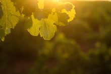 Detail Of Grapevine Leaves In A Vineyard