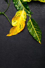 Poster - Green leaves on Dark background with copy space 