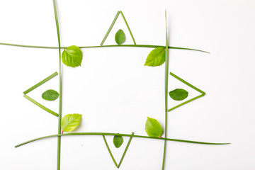 Poster - Green leaves on white background with copy space 