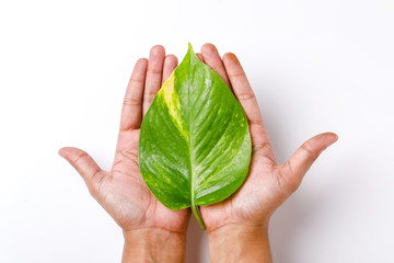 Wall Mural - Save Tree concept, green leafs on Hand