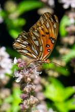 Gulf Fritillary Butterfly (Agraulis Vanillae) On Basil Flowers In Stuart, Florida, USA