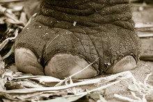 (Close Up)Asian Elephant's Feet, Elephants Walking On The Floor, The Feet Of A Large Elephant ,Wildlife And Nature,