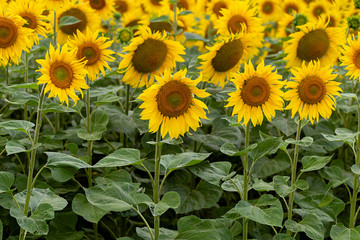 Fotobehang - Summer landscape: beautiful field yellow sunflowers. Used for the production of sunflower oil and roasted seeds