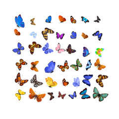 Wall Mural - Many different butterflies, isolated on white background