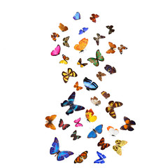 Wall Mural - Many different butterflies, isolated on white background