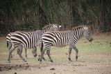 Fototapeta Konie - zebres en troupeau