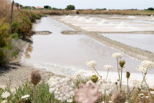 Traditional Salt Marsh Of Noirmoutier Island In Salt Harvest France