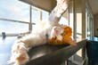 © Kirk Fisher - A beautiful orange and white Maine Coon cat stretches upside down as he relaxes in the sunlight on a table in front of a window.