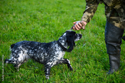 Fotografía The hunter is holding the wounded woodcock in his hand on a field in rural