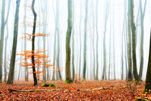 Misty Autumn Forest With Tree Silhouettes In Lorraine, France