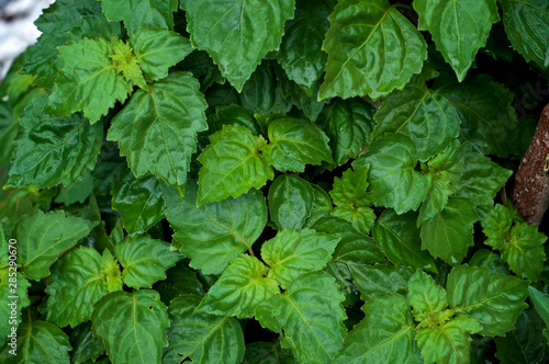 Fotografía Looking down at lush vibrant green Pogostemon cablin patchouly plant eaves wet from rain or dew, medicinal plant used in aromatherapy