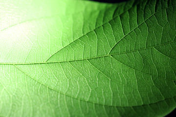 Closeup of portion of green netted veins leaf, reticulate venation of leave with light.