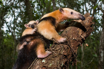 Wall Mural - Southern tamandua  photographed in Guarapari, Espirito Santo. Southeast of Brazil. Atlantic Forest Biome. Picture made in 2007.