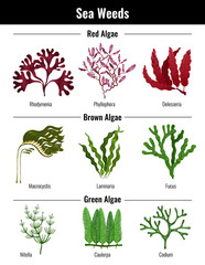 Seaweeds Flat Set