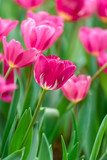Fototapeta Tulipany - Close up bright colorful pink tulip blooms in spring morning. Spring background with beautiful pink tulips.