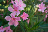 Fototapeta Storczyk - gently pink flowers on a bright sunny day