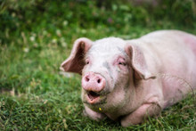 Pig Portrait At Free Range Organic Pig Farm - Happy Smiling Pig With Selective Focus On Pig Nose