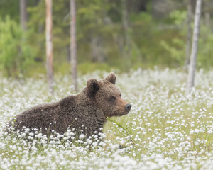 Wall Mural - brown bear (ursus arctos) is lying down on a finnish bog in the middle of the cotton grass