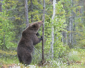 Wall Mural - big brown bear is standing on its hind legs against a thin tree