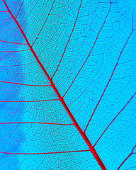 Macro photo of the smallest veines of organic leaf on a blue background. Natural pattern for layout.