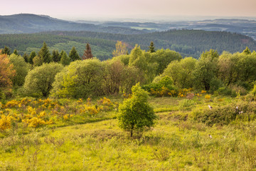 The landscape of Teutoburg Forest in Germany