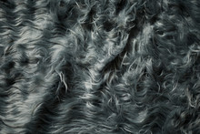Furry Blanket