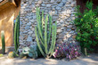 © Carolyn Lagattuta/Stocksy - Landscaping with cactus plants