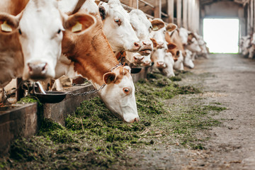 Wall Mural - Long row of cows sticking their heads out bars of stable to feed